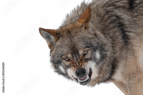  gray wolf with a grin is isolated on a white background.