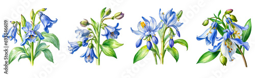 set of watercolor bluebells flower clipart on transparent background