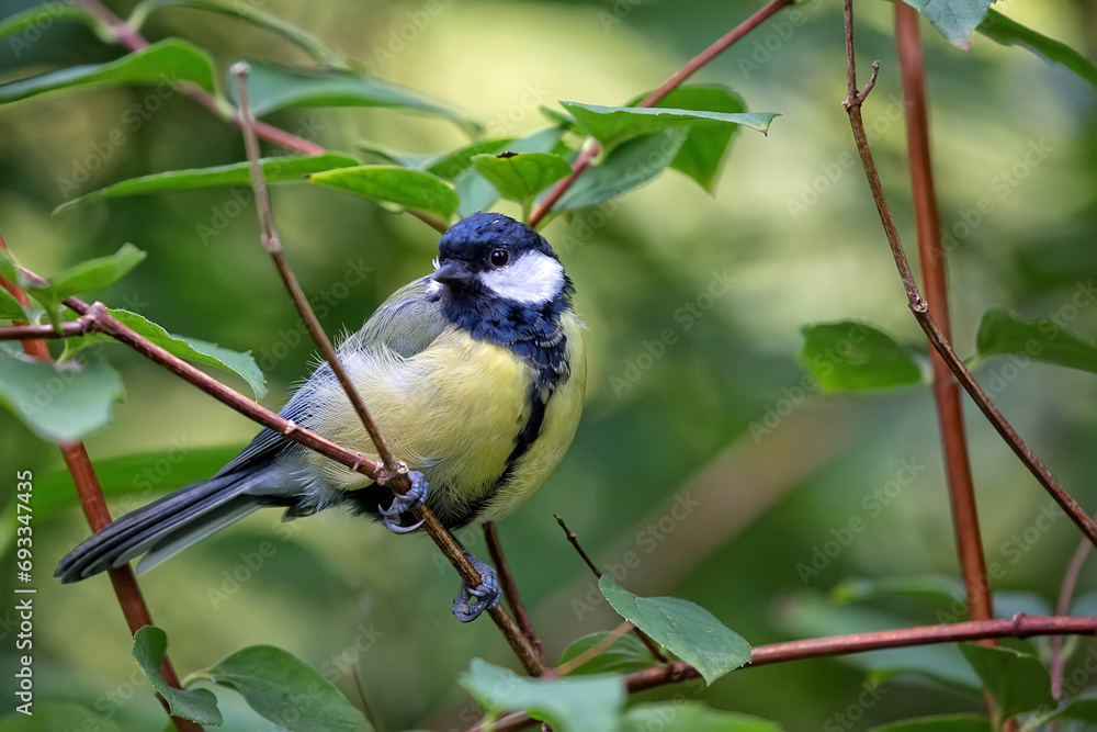 Obraz premium Great tit in the forest 