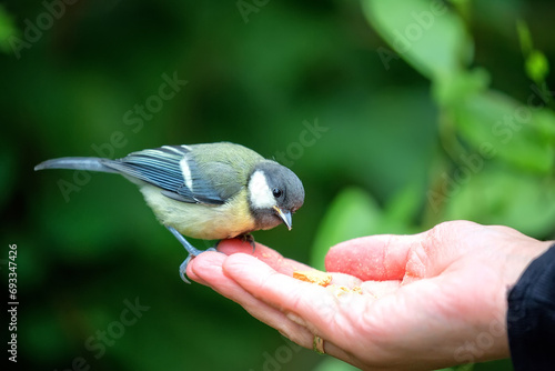 Great tit eat from the hand
