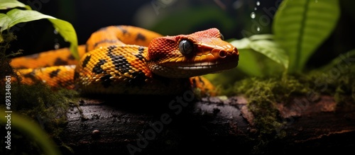Nocturnal Eyelash Viper snake on heliconia in Costa Rican rainforest. photo