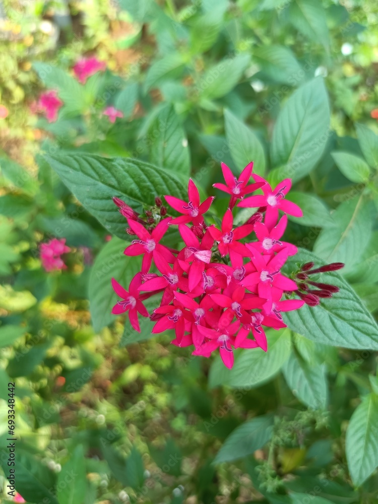 Pink colour Ixora coccinea flower aka Thechi flower in Malayalam language, Ixora Dwarf Pink Pink colour Ixora coccinea flower aka Thechi flower in Malayalam language, Ixora Dwarf Pink