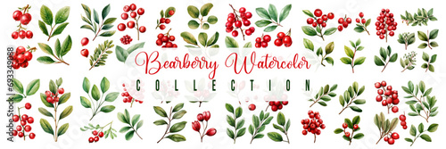 Bearberries watercolor set collection vector hand drawn isolated on white background. vector illustration design photo
