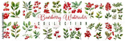 Bearberries watercolor set collection vector hand drawn isolated on white background. vector illustration design