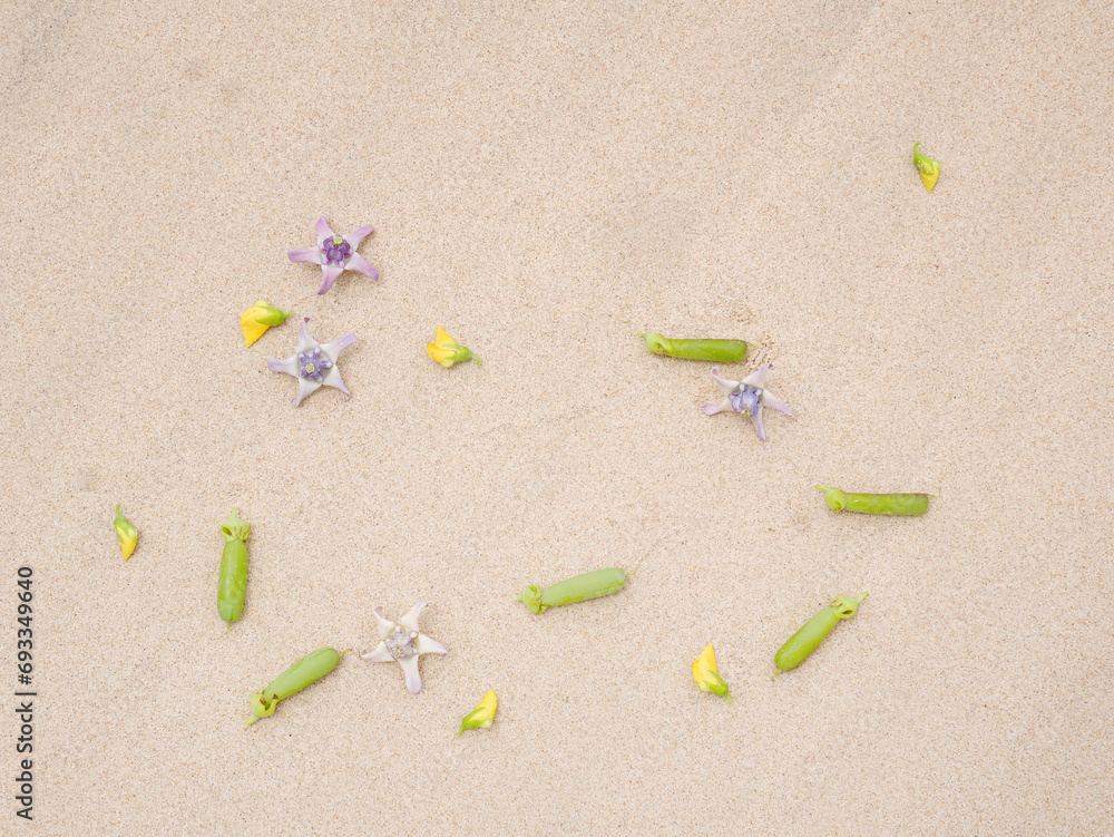 Set of flowers in a pretty summer view background on the beach