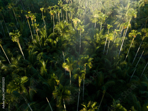 Obraz na płótnie Palm trees in tropical forest