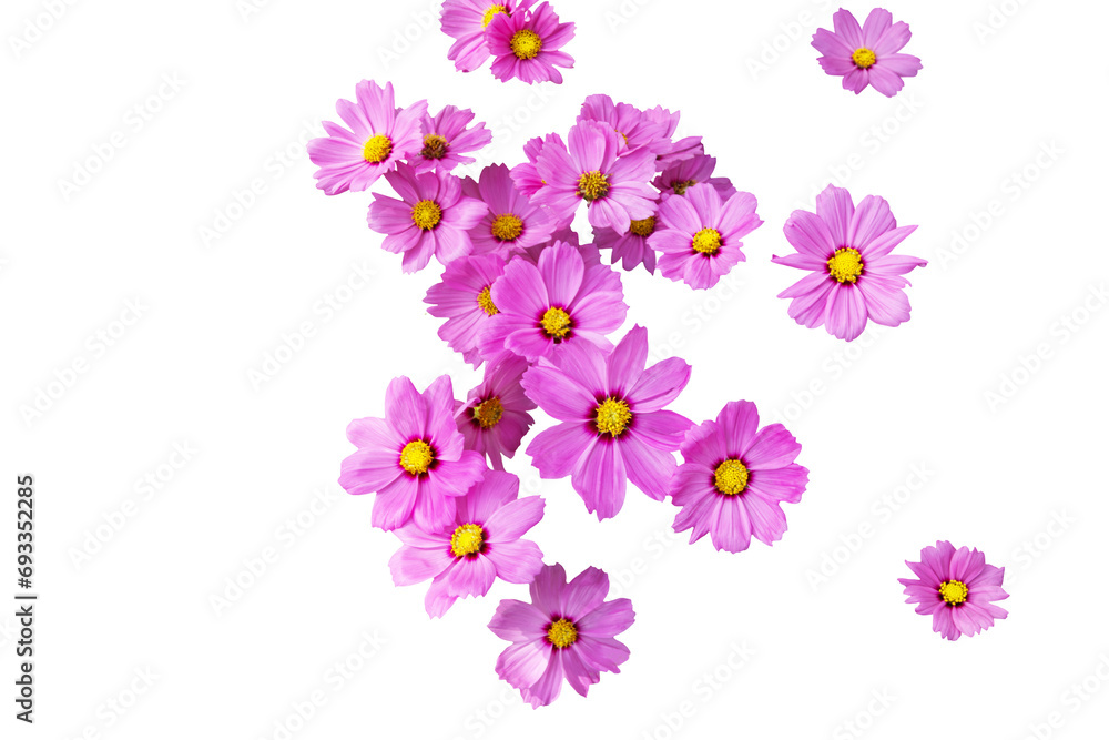 Isolated image of many purple cosmos flowers on transparent background png file. Isolated image of many purple cosmos flowers on transparent background png file.