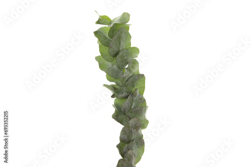 PNG, Branch with leaves, isolated on white background