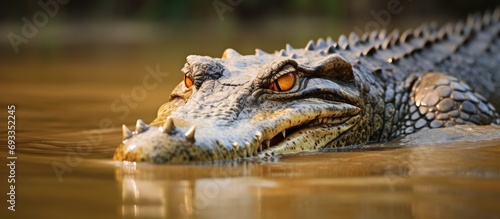 Large crocodile entering water in Yala NP  Sri Lanka.