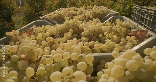 From Vine to Barrel: The Intricate Process of Harvesting and Crafting Wine at the Winery. High quality 4k footage photo