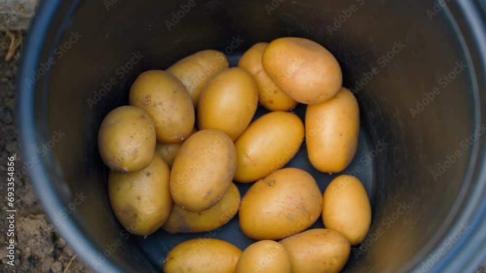 Harvesting orange potatoes. A hand in a blue rubber glove puts clean beautiful potatoes into a black bucket close-up, top view Harvesting orange potatoes. A hand in a blue rubber glove puts clean beautiful potatoes into a black bucket close-up, top view