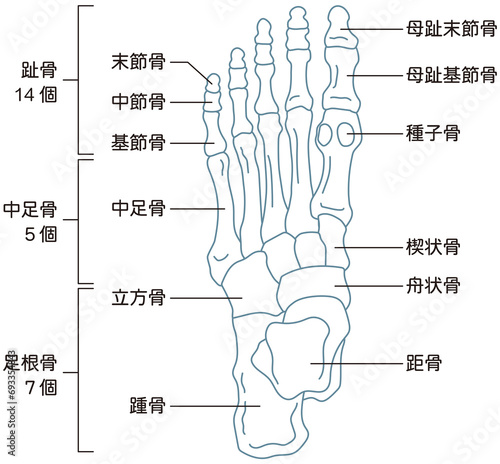 足の骨　骨格図 photo