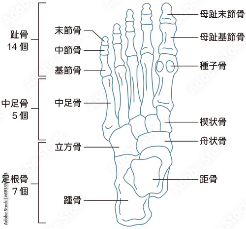 Canvastavla 足の骨　骨格図