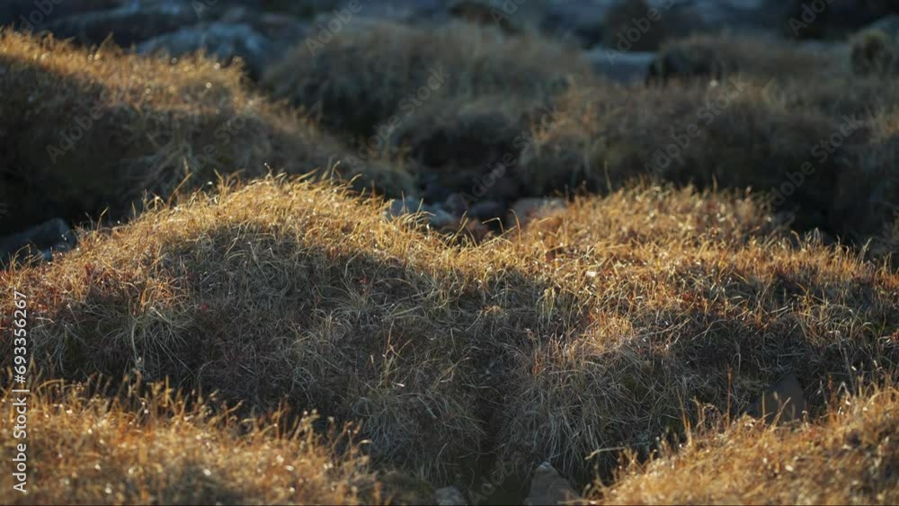 Bumps of tundra moss in the sunlight Bumps of tundra moss in the sunlight