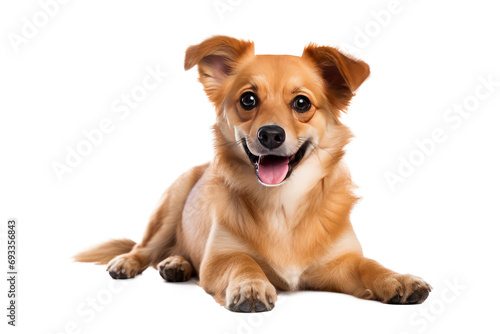 Cute fluffy portrait smile Puppy dog that looking at camera isolated on clear png background, funny moment, lovely dog, pet concept.