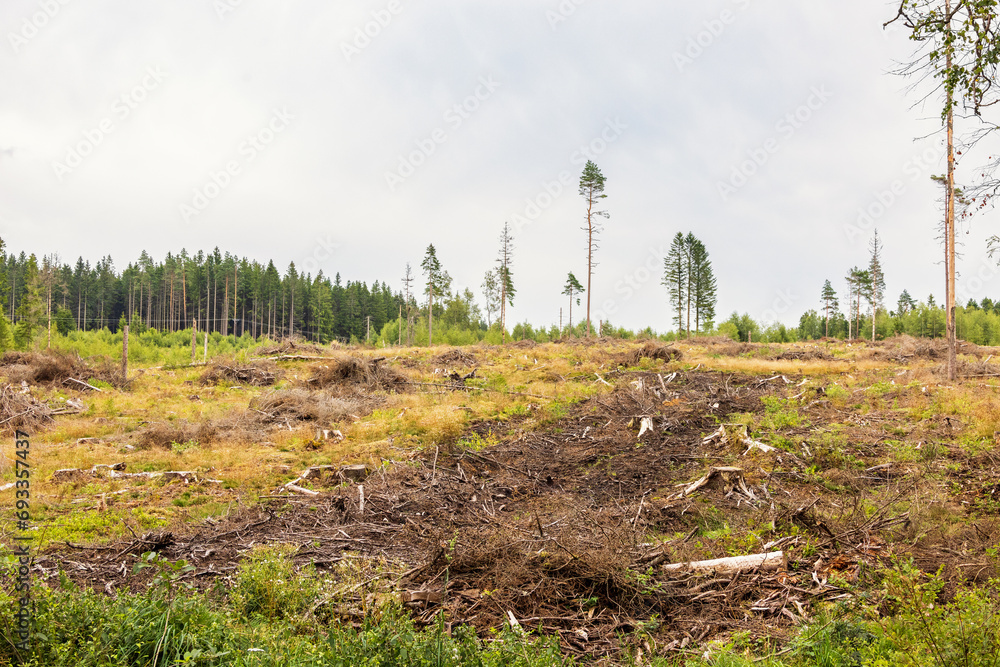 Obraz premium Clear Cutting area in a coniferous forest