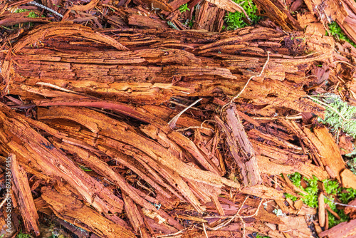 Old rotten stump with wood chips photo