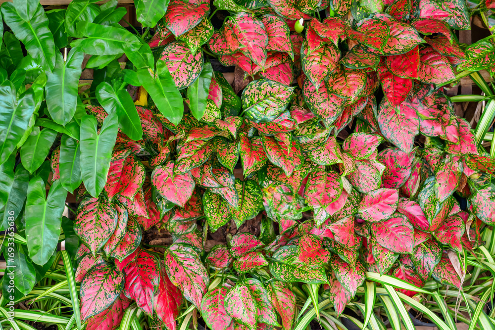 Obraz premium Red aglaonema leaves with green edge, with leaves of Philodendron burle max. Natural natural fresh texture.