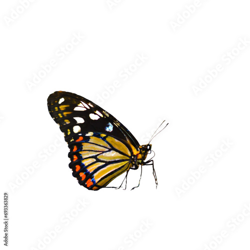 Very beautiful black yellow orange butterfly in flight isolated on a transparent background.