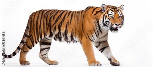 Siberian tiger, also known as Panthera tigris altaica.
