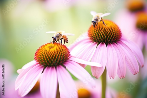 close-up of bees on purple coneflowers © stickerside