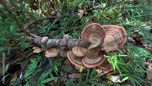 Turkey tail mushrooms on the tree branch in Andasibe-Mantadia National Park, Madagascar. photo