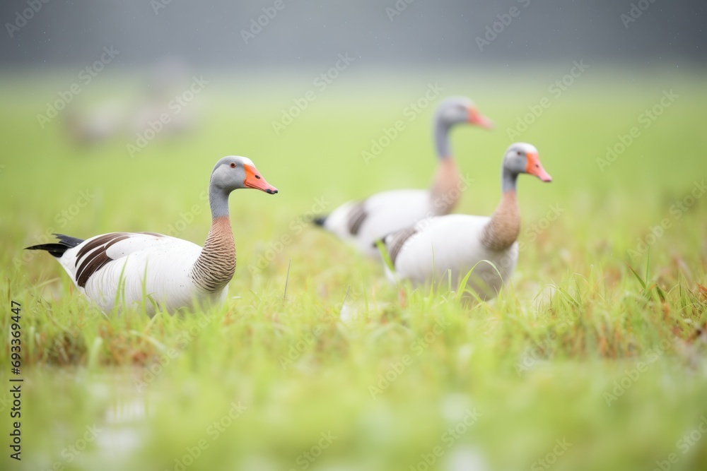 rain-soaked geese foraging in damp pasture rain-soaked geese foraging in damp pasture