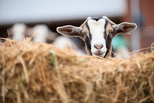 curious goat peeking over stacked hay wall photo