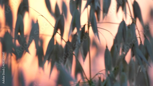 Oat field. Ripe oat ears at sunset. Scenic summer landscape. Oat - Avena sativa. Organic agriculture harvesting agribusiness concept. Slow motion, close-up