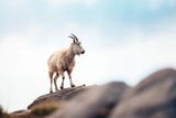 mountain goat standing on a rocky outcrop