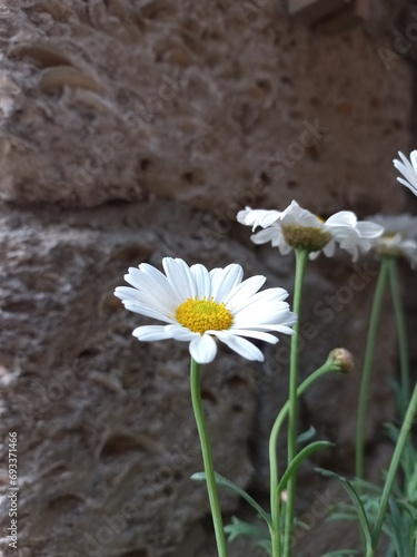 A lots of white daisy flowers growing near brick wall (ID: 693371466)