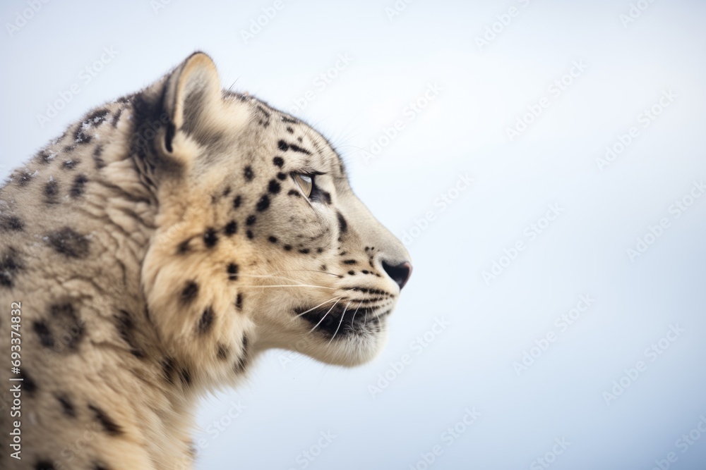 profile of a snow leopard against the himalayan sky profile of a snow leopard against the himalayan sky