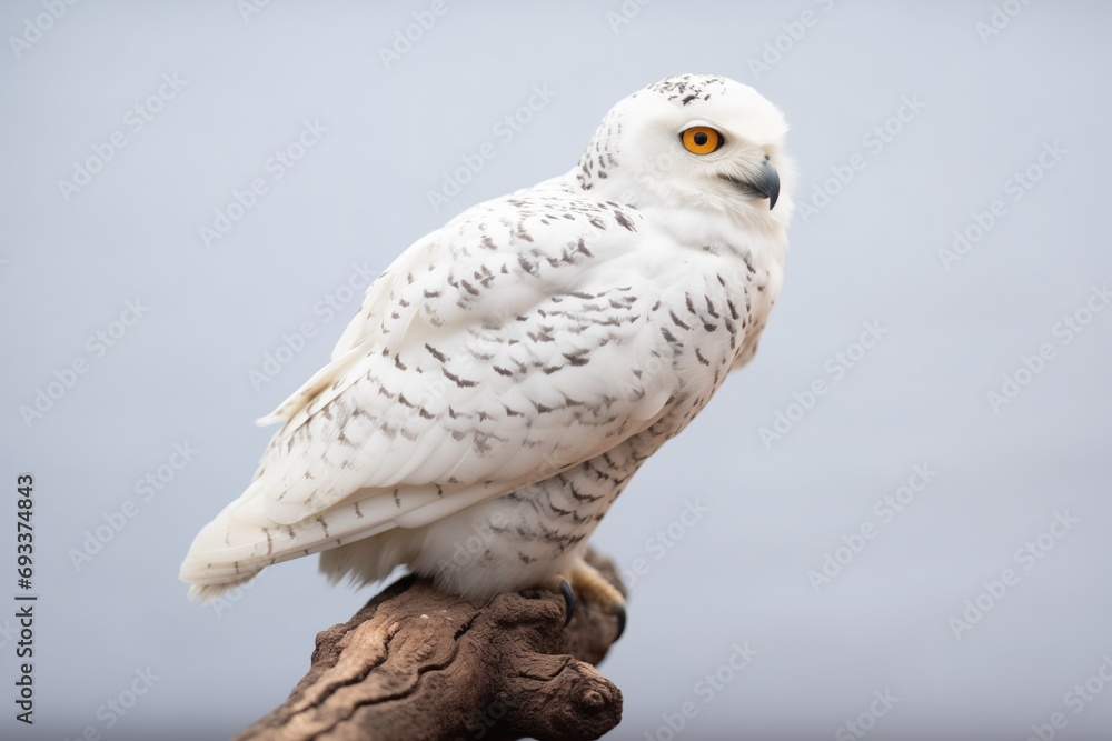 Obraz premium profile shot of a snowy owl sitting on a snow-covered branch