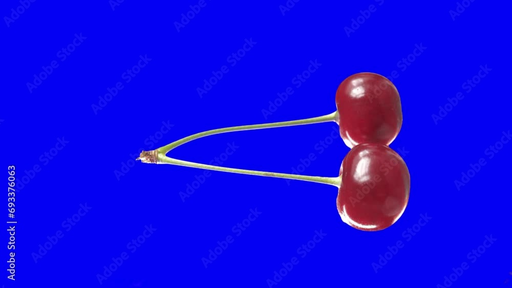Chroma key. Green screen. Vertical composition. A pair of ripe cherries on a fused stalk rotate on a blue background close-up Chroma key. Green screen. Vertical composition. A pair of ripe cherries on a fused stalk rotate on a blue background close-up