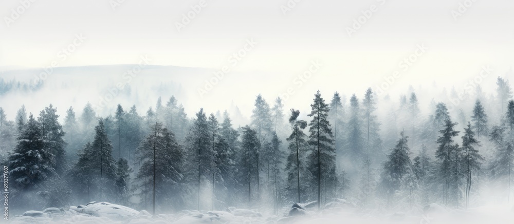 Norwegian woods in winter with misty pine trees. - obrazy, fototapety, plakaty 