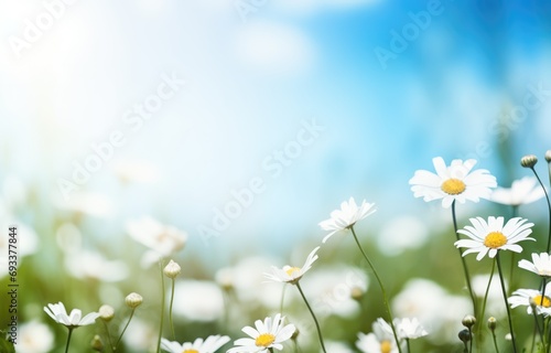 Blurred spring background nature with blooming glade chamomile, trees and blue sky.