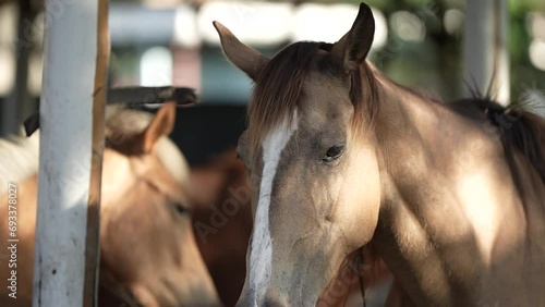 portrait of a horse with white brown head