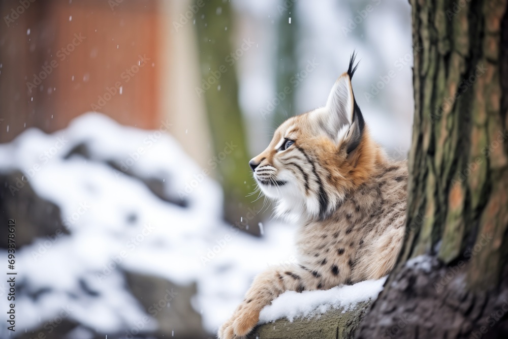 Fototapeta premium lynx grooming itself under snowy fir tree