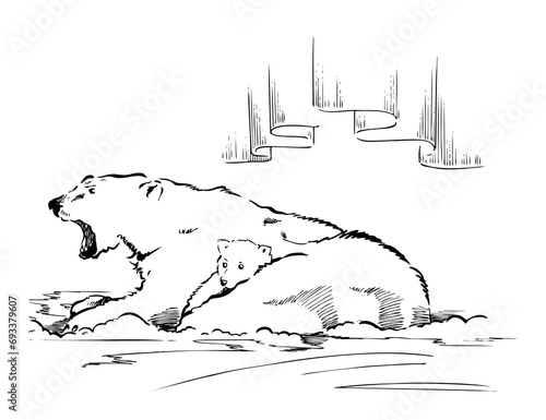 シロクマ　線画