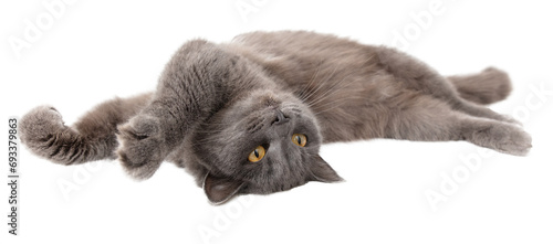 Gray cat isolated on transparent background. Close-up photo