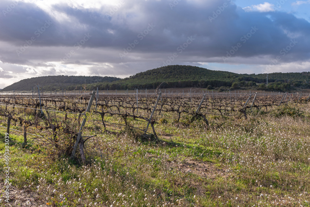 Vineyards in winter. Carcastillo, Navarra