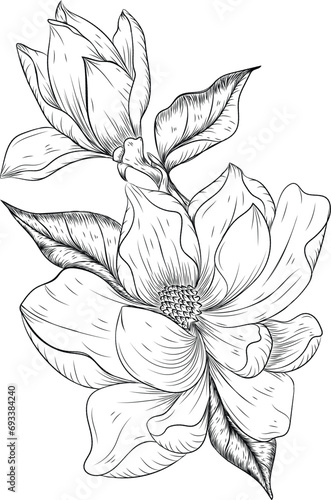 hand drawn magnolia flower scratchboard collections