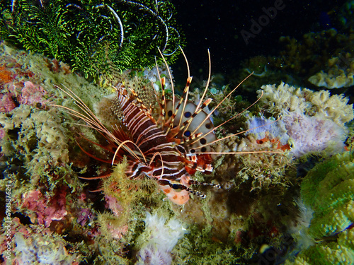 Lionfish on a coral reef. Lionfish among corals at night.