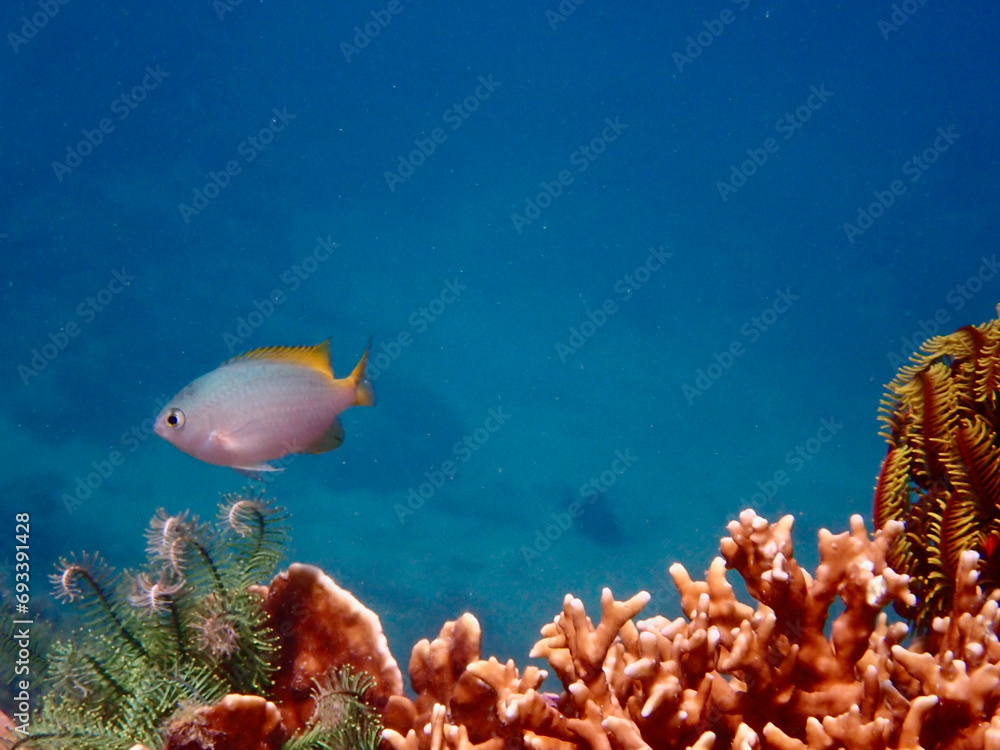 Fototapeta premium Small tropical fish on a coral reef underwater. Small fish above hard corals and sea lily.