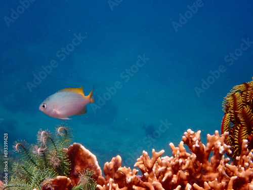 Small tropical fish on a coral reef underwater. Small fish above hard corals and sea lily.