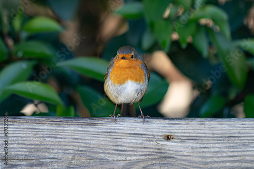 In a charming display of curiosity, a robin perches on a branch, its head tilted inquisitively as it surveys the world around