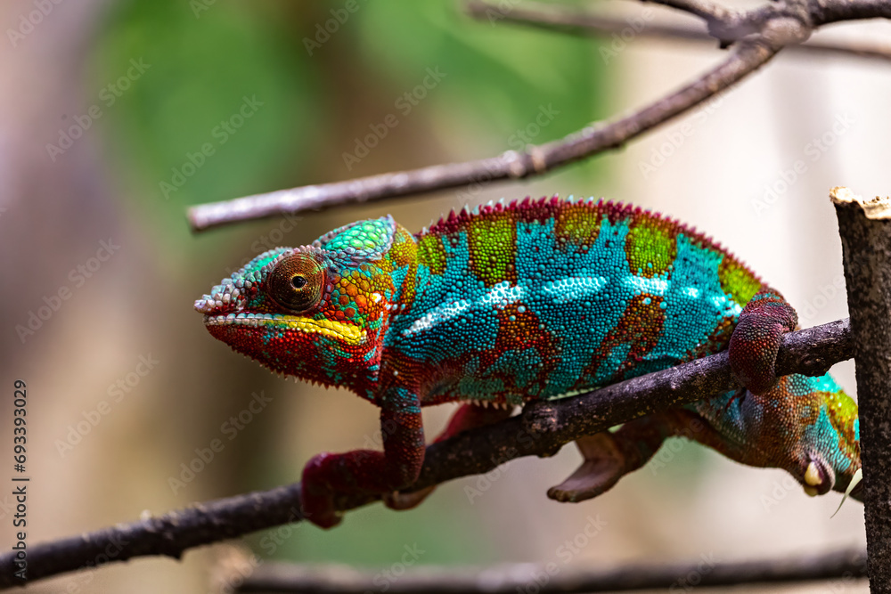urious Gaze: Portrait of the Enigmatic Panther Chameleon