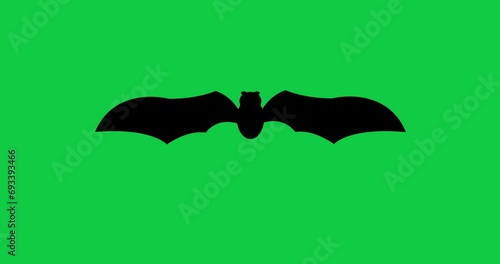 Halloween Bat Animation. Flying Bat Motion Loop. 4K High Quality Green Screen Video. Transparent Background.