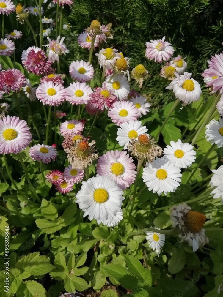 Fototapeta premium A flower bed with blooming perennial Daisies in a summer garden.Nature wallpaper