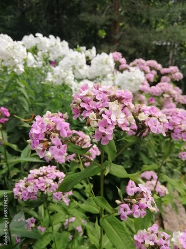 Flowers with an unusual color. Blooming pink and green Phlox paniculata Sherbet Blend or Bold and beautiful.Floral wallpaper.